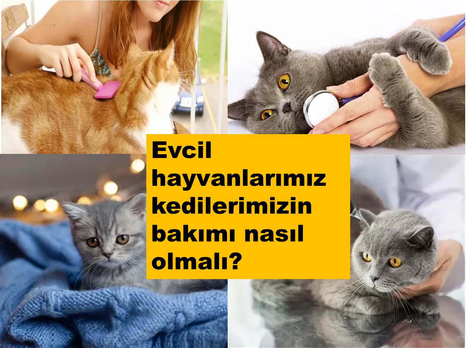 Evcil hayvan bakımı nasıl olmalıdır?
